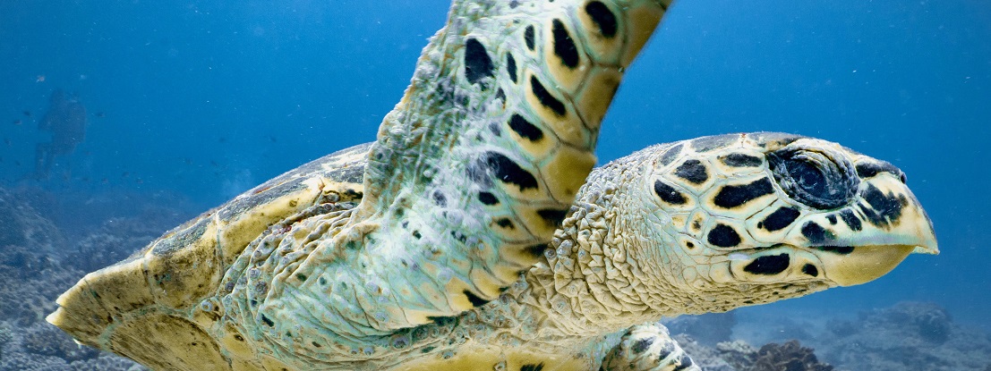 Apoiando o quadro de políticas que promovam o combate ao crime contra a biodiversidade
